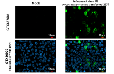 Anti-Influenza A virus M2 (matrix protein) antibody [HL1856] used in Immunocytochemistry/ Immunofluorescence (ICC/IF). GTX637581